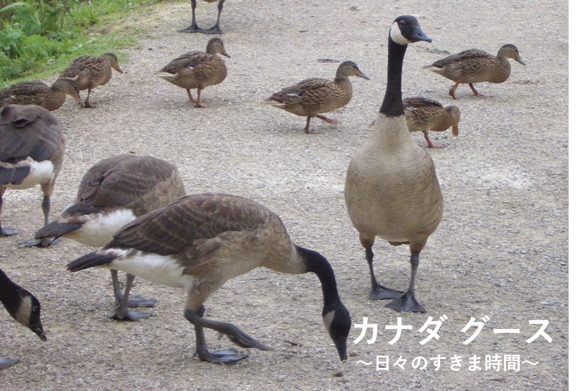 アメリカ ミシガン州の野鳥を楽しむ その 10種の野鳥を紹介します 日々のすきま時間