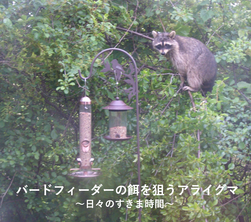 アメリカ ミシガン州の野生動物を楽しむ アライグマやウサギ マスクラットなど 日々のすきま時間