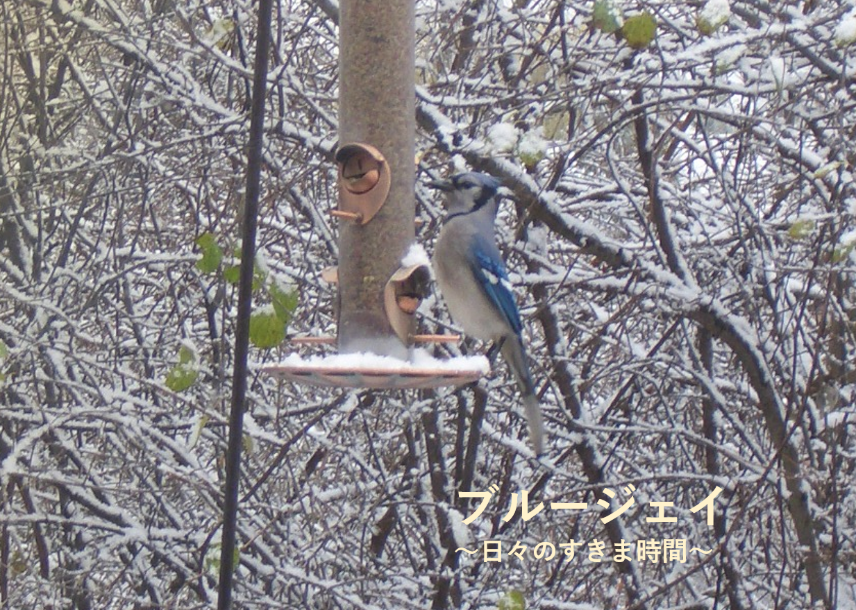 アメリカ ミシガン州の野鳥を楽しむ その 10種の野鳥を紹介します 日々のすきま時間