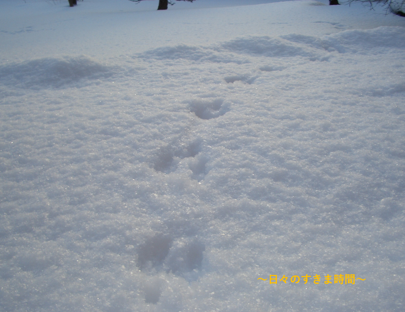 雪に動物の足跡