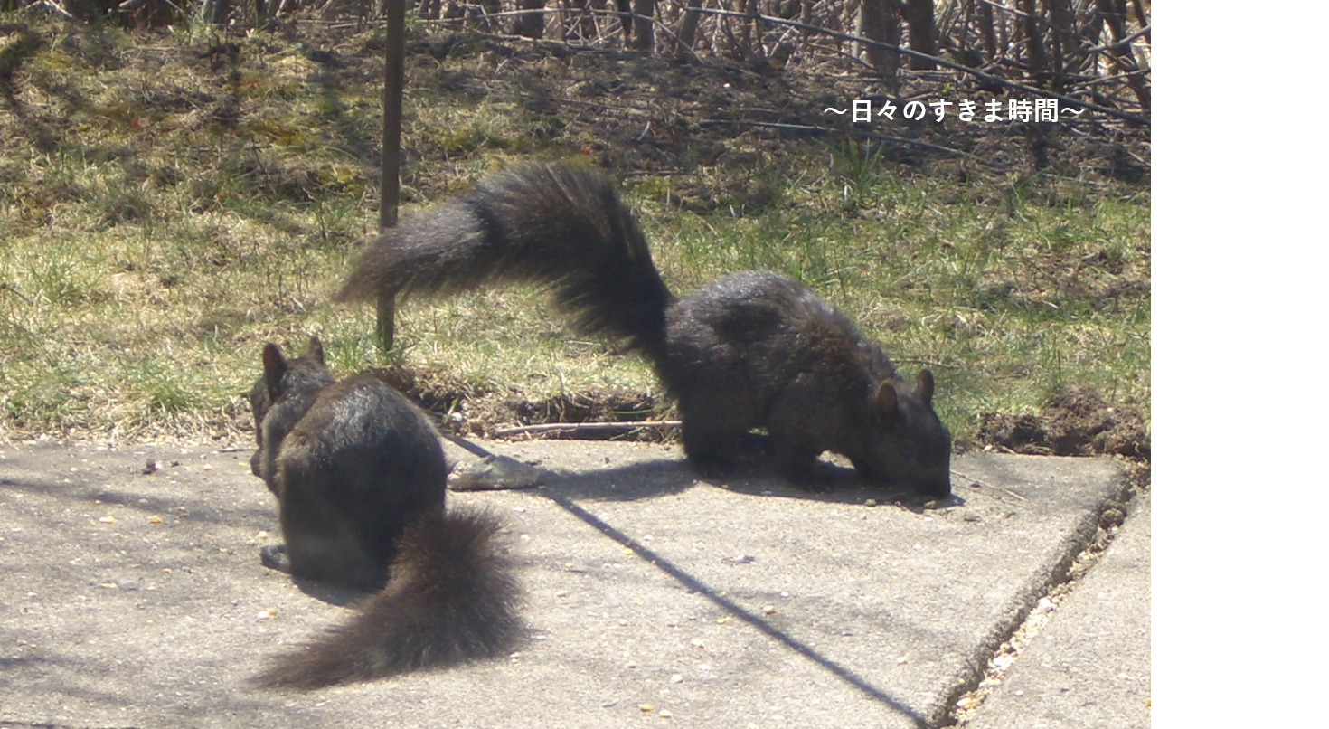 アメリカ ミシガン州の野生動物を楽しむ アライグマやウサギ マスクラットなど 日々のすきま時間