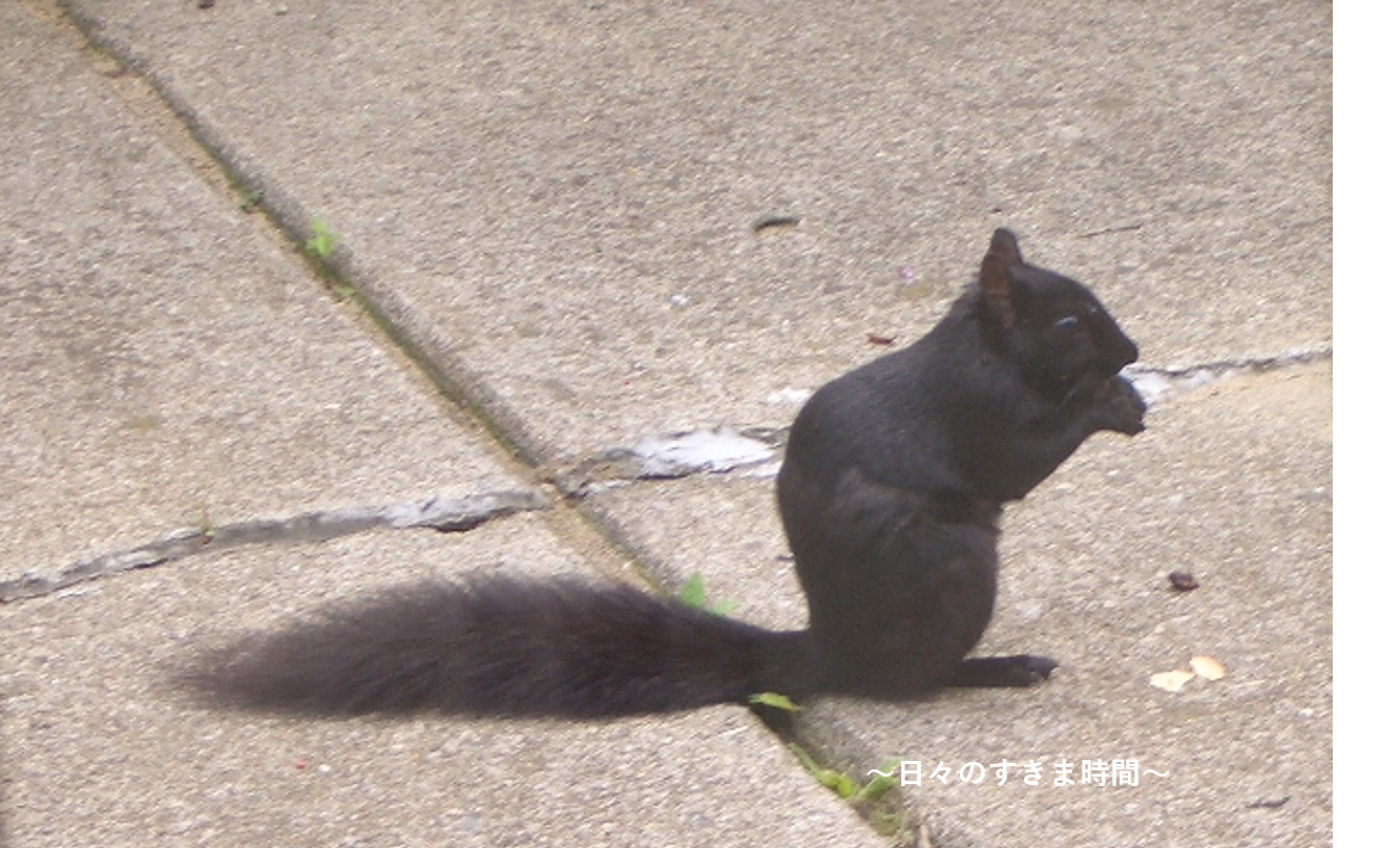 アメリカ ミシガン州の野生動物を楽しむ アライグマやウサギ マスクラットなど 日々のすきま時間